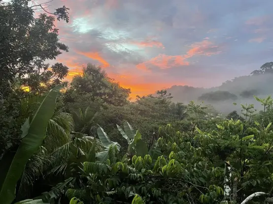 Sunset in an agroforest