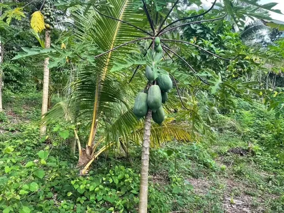 A papaya tree in an agroforest