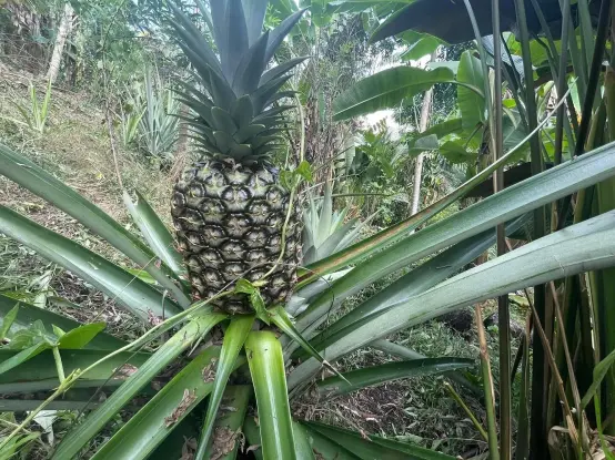 A beautiful pineapple