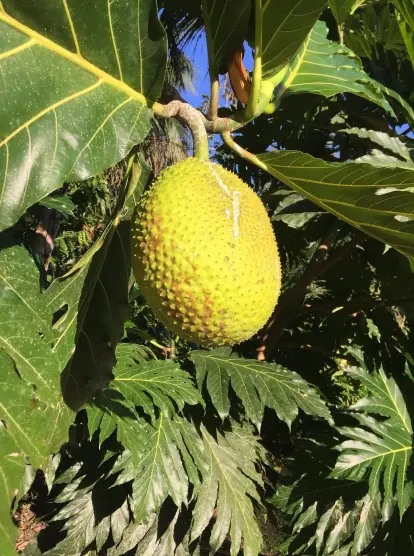 An almost ripe breadfruit
