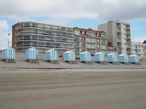 About thirty seagulls sitting on the beach in front of beach cabins. Behind them, the seawall and a few beach buildings.
