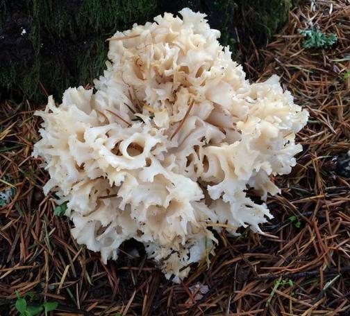 A medium sized cauliflower mushroom growing on pine needles littered forest floor.