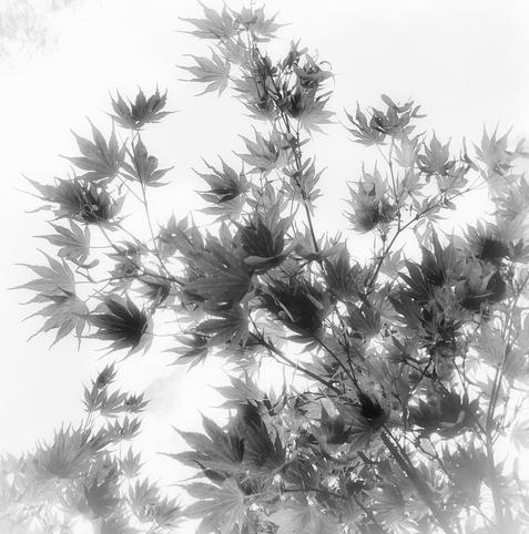 Black and white photo of Japanese maple leaves. Looking upwards at foliage.