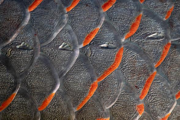 lose-up photo of fish scales