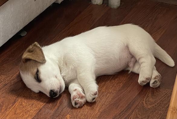 Puppy of Jack Russel Terrier is sleeping on the floor.