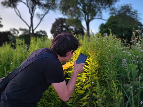 Me (a dark-haired person dressed in black) using a phone flashlight to examine bugs on goldenrod plants.