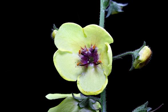 Stacked Macro of a Moth Mullein