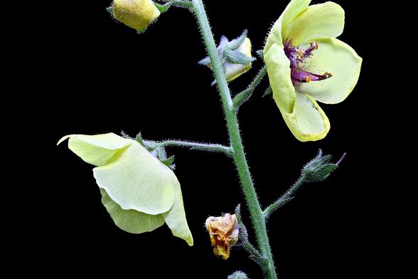 Stacked Macro of a Moth Mullein
