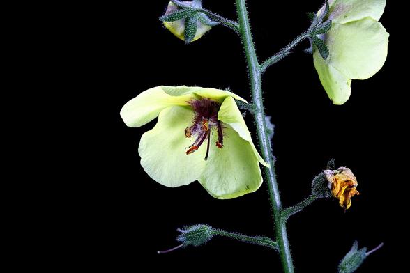 Stacked Macro of a Moth Mullein