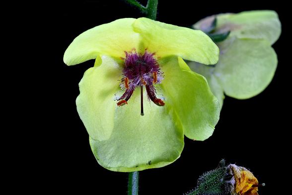 Stacked Macro of a Moth Mullein