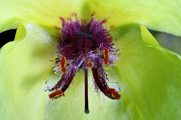 Macro Center of an Moth Mullein