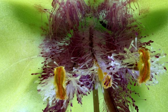 4x Macro Moth Mullein Backlit