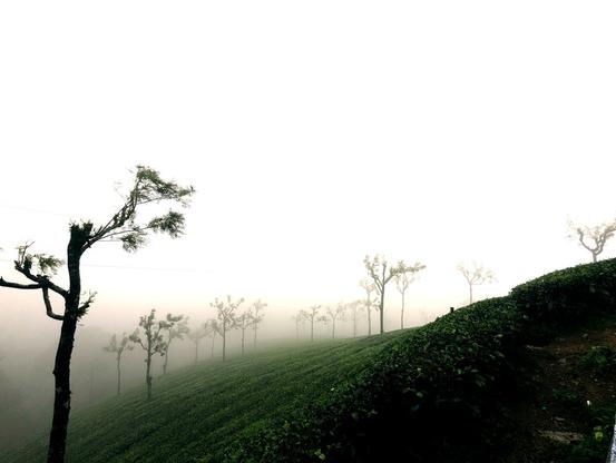 A scenic view of the tea estate in the mist-covered mountains