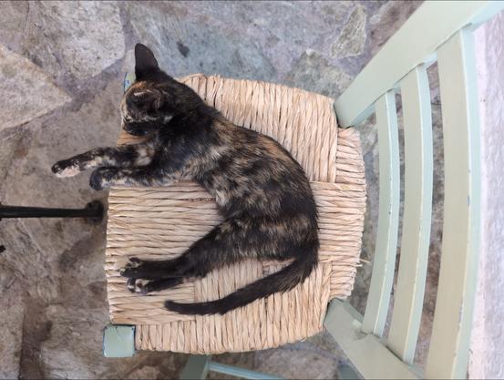A tortoiseshell kitten sleeps on a wicker chair.