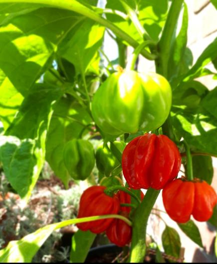 Close up of a habanero plant. It is a plant about 45cm high with green leaves and a few chilli fruits.  Some of the cillies are red and others are still green.