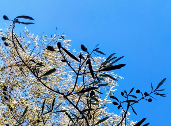 Ein Teil der Krone eines Olivenbaumes. Im Vordergrund ragen die feinen Äste, Blätter und Früchte des Baumes als Silhouette in den blauen Himmel, dahinter sieht man das silbrige Blattwerk eines weiteren Teils der Baumkrone in der Sonne leuchten.

Part of the crown of an olive tree. In the foreground, the fine branches, leaves and fruit of the tree are silhouetted against the blue sky; behind them, the silvery foliage of another part of the same tree crown shines in the sun.