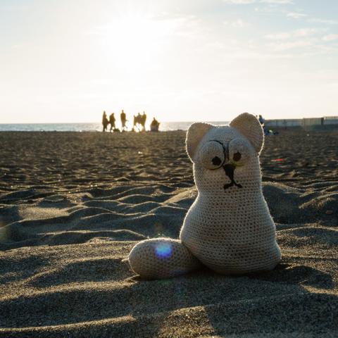Cat on the beach