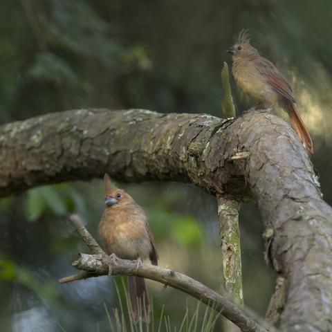 Two recent Northern Cardinal fledglings with ridiculous tufty crests are sitting on a thick, bark-covered branch with a lot of green behind it. Photo by Peachfront. July 30, 2024.