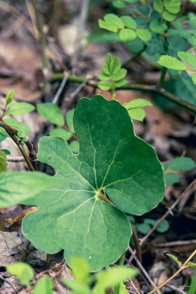 Bloodroot (Sanguinaria canadensis)