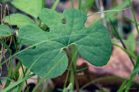Bloodroot (Sanguinaria canadensis)