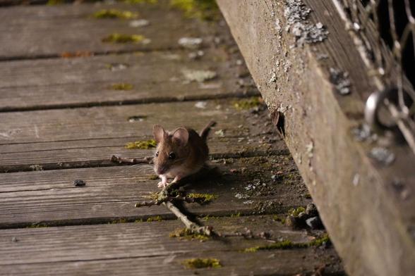Eine Maus sitzt auf einem leicht vermoosten Bretterboden. Auf der rechten Seiter erkennt man den unteren Balken des Geländers.