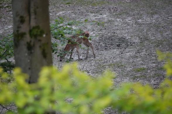Grasendes Hirschkalb teilweise verdeckt von einem belaubten Ast. Im Vordergrund sind verschwommen hellgrüne Blätter zu sehen