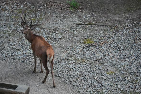 Aufnahme eines Hirsches von schräg rechts oben. Der Hirsch schaut leicht zurück nach links.