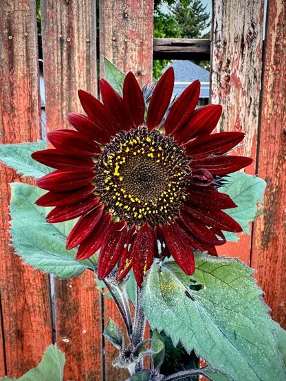 A close up of a very tall and very dark red sunflower that has speckled yellow pollen in the center with bright green leaves and an old red wooden fence in the background.