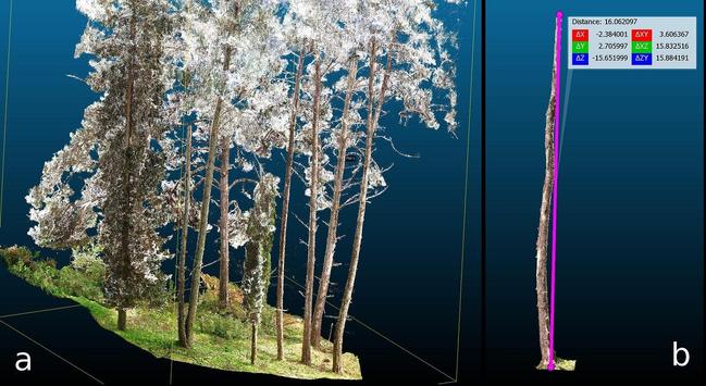 graphic / 3D visualisation - LiDAR data used to measure a tree stand