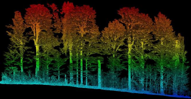 graphic / 3D visualisation - LiDAR data image of a stand of trees, side view, colour coded by depth from the ground