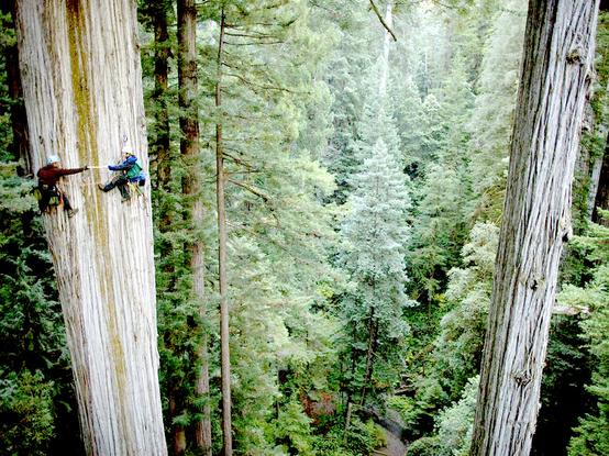photo - two foresters measuring a tree manually by climbing
