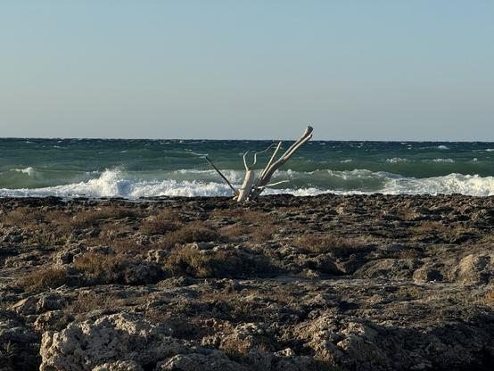 A dead tree at the coast of Puglia, Italy. The upper half is dominated by the ocean and the sky, while the lower half contains the rocky beach typical for the region. I just had to capture this impression when we walked by.