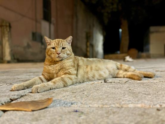 A ginger straycat laying on the bright stones of a piazza in the historic center of Terracina.