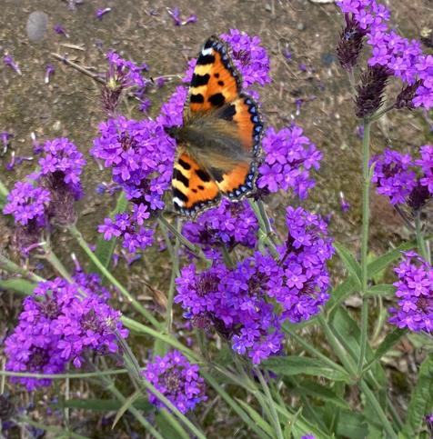 Small Tortoiseshell butterfly open winged, settled on one of several purple verbena flower heads. The wings are orange with black patches, rings of blue dots on the rear outer edges, ‘zebra’ type row on the front wing edges.