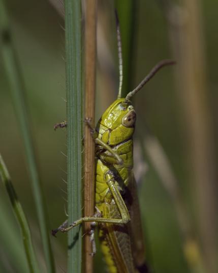 Green grasshopper on a blade of grass