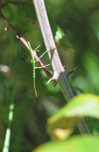 Phasme de petite taille de couleur vert vif dans des ronces. Ses antennes sont très courtes et ses yeux sont jaunes.