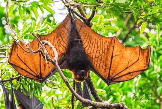 SLEEPING BAT. A sleeping fruit bat in Boracay

FRIENDS OF THE FLYING FOXES