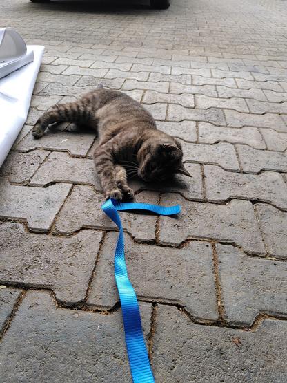 a gray cat laying on the ground and playing with a blue strap.