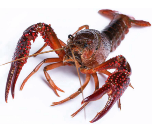 image from https://wildlife.utah.gov/index.php?option=com_content&view=article&id=646&catid=13