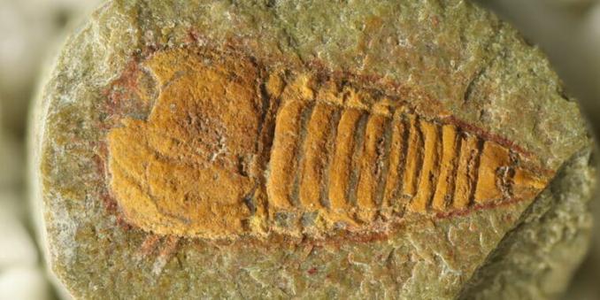 500 million year old fossil