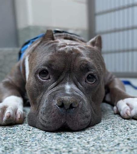 Chencho, a five year old pit bull terrier, lays on the floor of the shelter and looks slightly above the camera. He's mostly gray/brown with white paws and a white line on his nose.