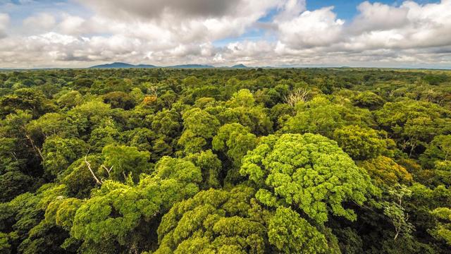aerial photo, oblique - tree canopy over a forest