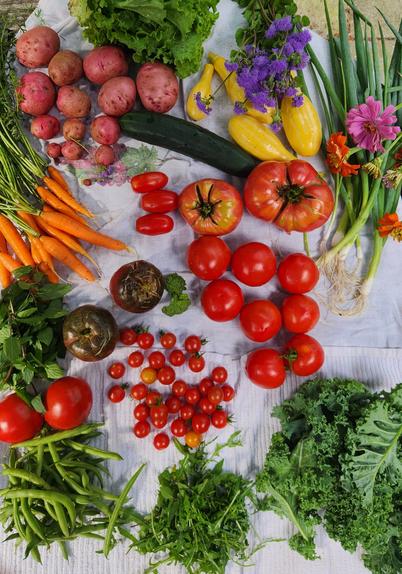 On a cloth, bottom to top: green beans, arugula, kale, tomatoes including 2 Cherokee Purple, mint, 2 tiny florets of broccoli, bunching onions, carrots, zinnias, cucumber, red potatoes, head of lettuce, squash, ageratum.