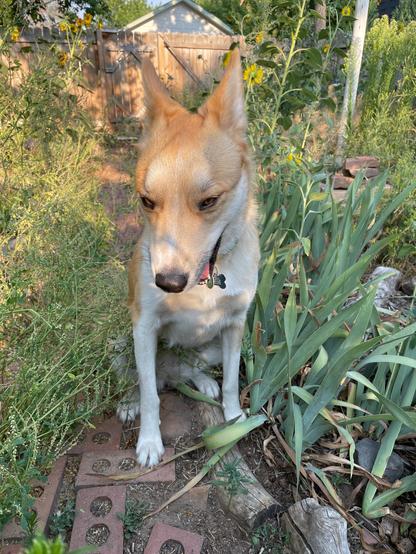 Blond and white dog sitting on a brick walkway between white sweetclover and iris leaves. She looks very fox-like, with her ears pointing back and her mouth half-open.