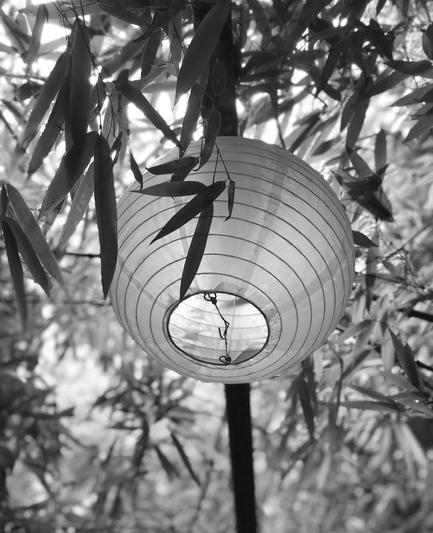 A white paper lantern hanging between bamboo.
Black and white photo.
