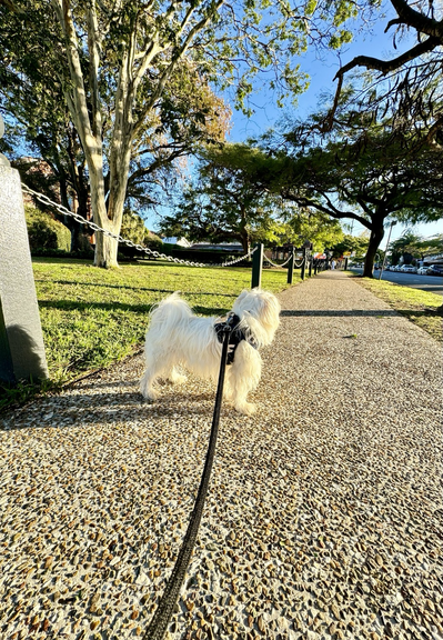Rocky is facing away from the camera toward the footpath. Time to go on a sniffari walk.