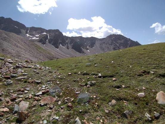 Photo of a snowbed with protection cages agaibst grazing sheep.