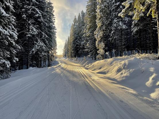 A prepped crosscountry track showered in low winter sun. Planted forest of Picea abies frames the track.