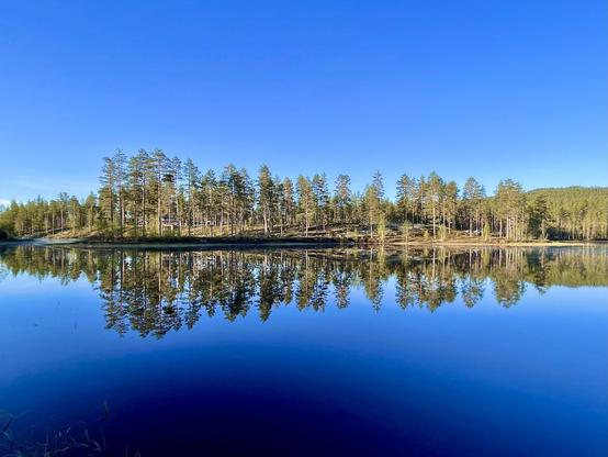 Reflection of the shore in still water, bluish morning light