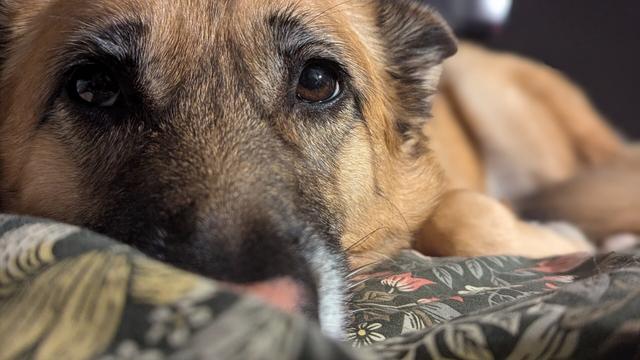 Mabel the dog getting sleepy